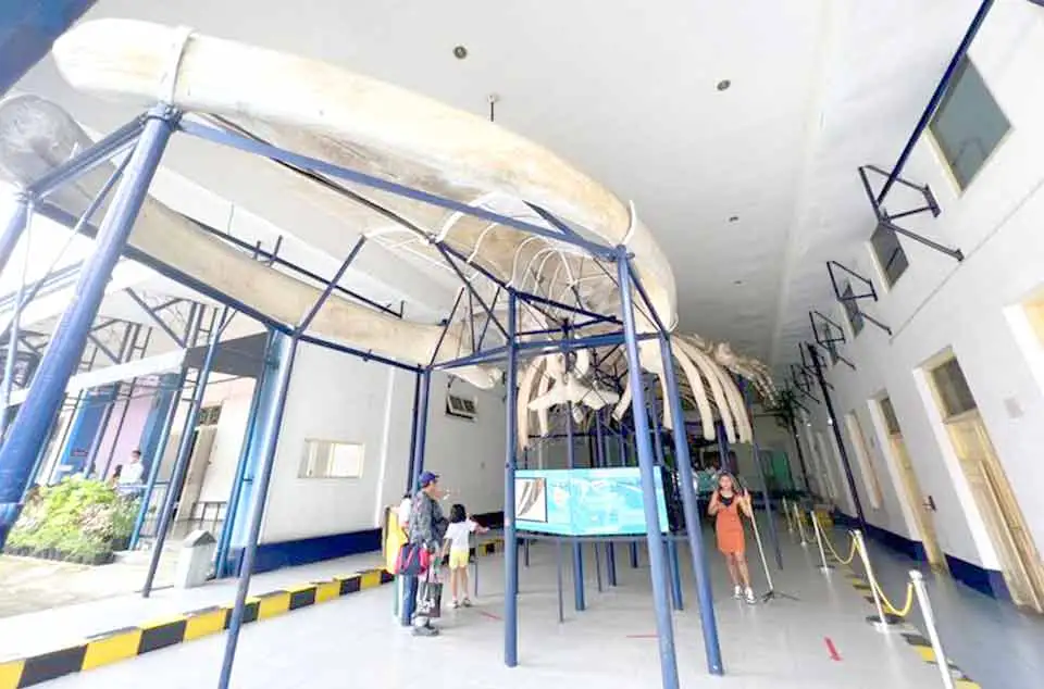 Koleksi Museum Zoologi Bogor