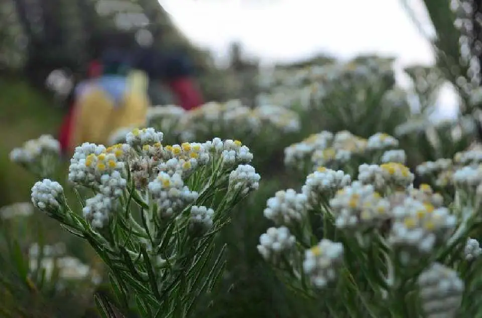 Foto Edelweis Papandayan terbaik