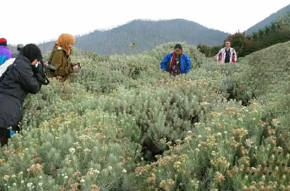 Larangan pada bunga Edelweis di Papandayan