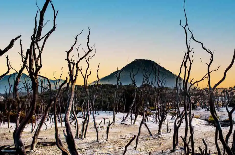 Misteri Hutan Mati Papandayan