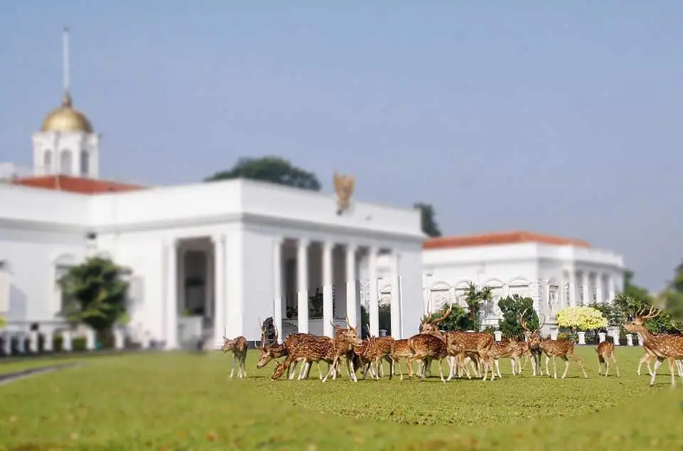 Rusa Istana Bogor