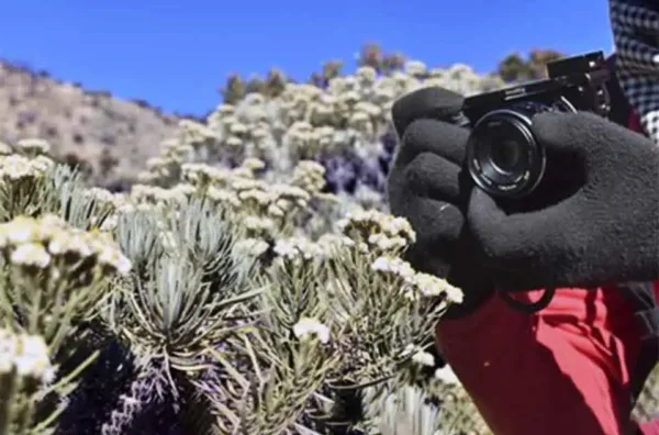 Hukum memetik edelweis di gunung