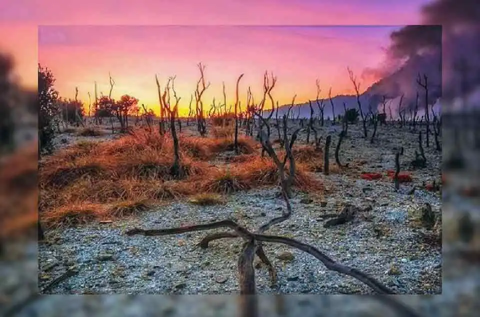 Hutan Mati Gunung Papandayan yang Ikonik