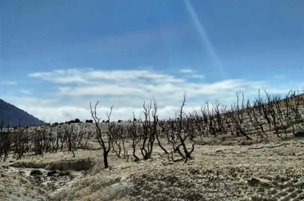 Keunikan Hutan Mati Papandayan