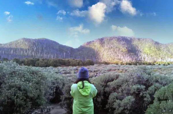 Musim bunga edelweis Papandayan