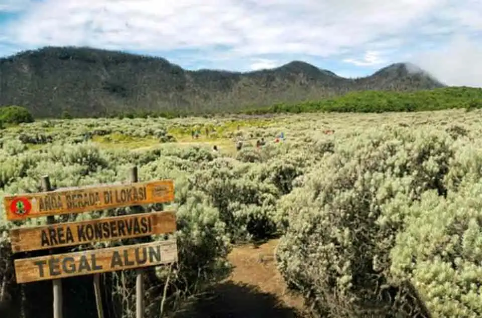 Edelweis Papandayan di mana