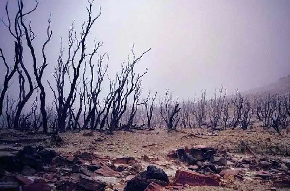 Jalur pendakian Papandayan Hutan Mati