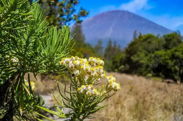 Keindahan bunga edelweis Papandayan