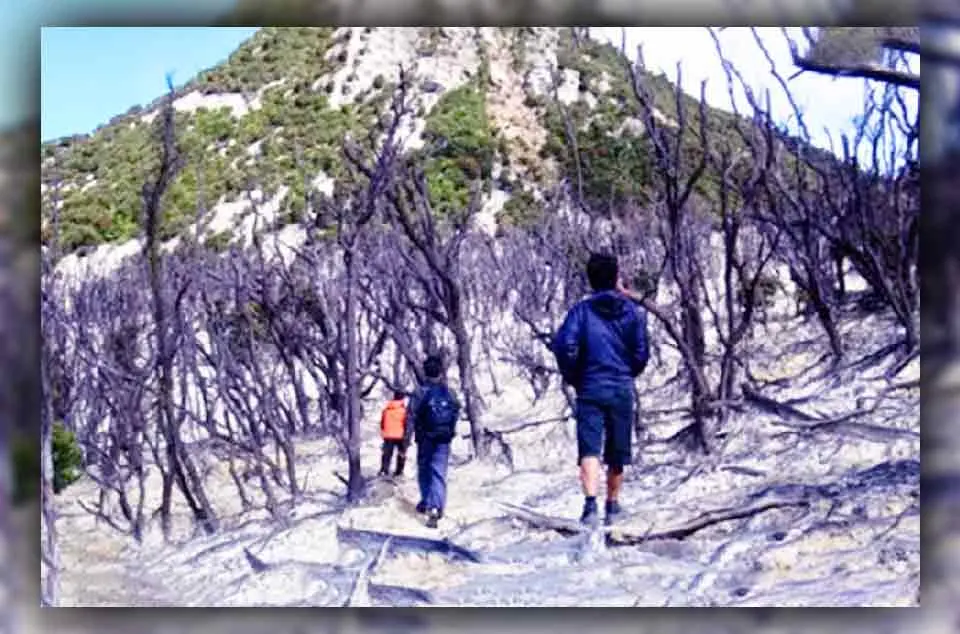 Rute Menuju Hutan Mati Papandayan