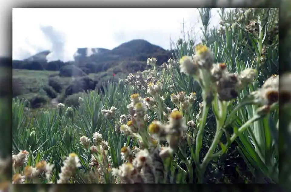 Tempat Terbaik Melihat Edelweis di Gunung Papandayan