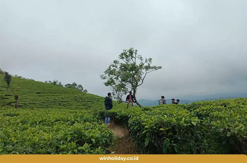 kebun teh cukul