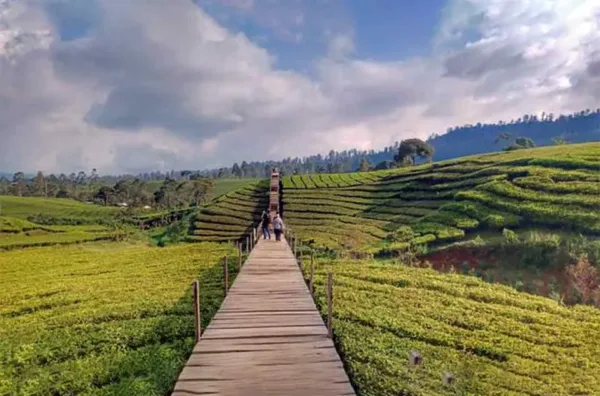 Spot Foto Instagramable Kebun Teh Pangalengan