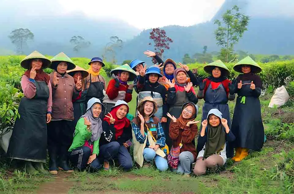 tea walk di Perkebunan Teh Malabar