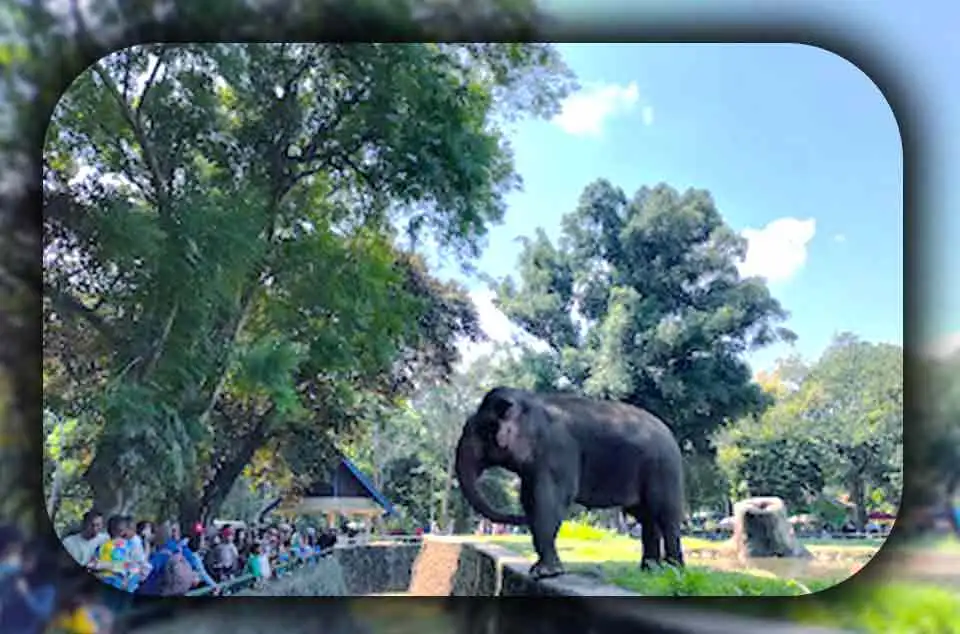 Daftar Hewan Favorit yang Wajib Dilihat di Ragunan