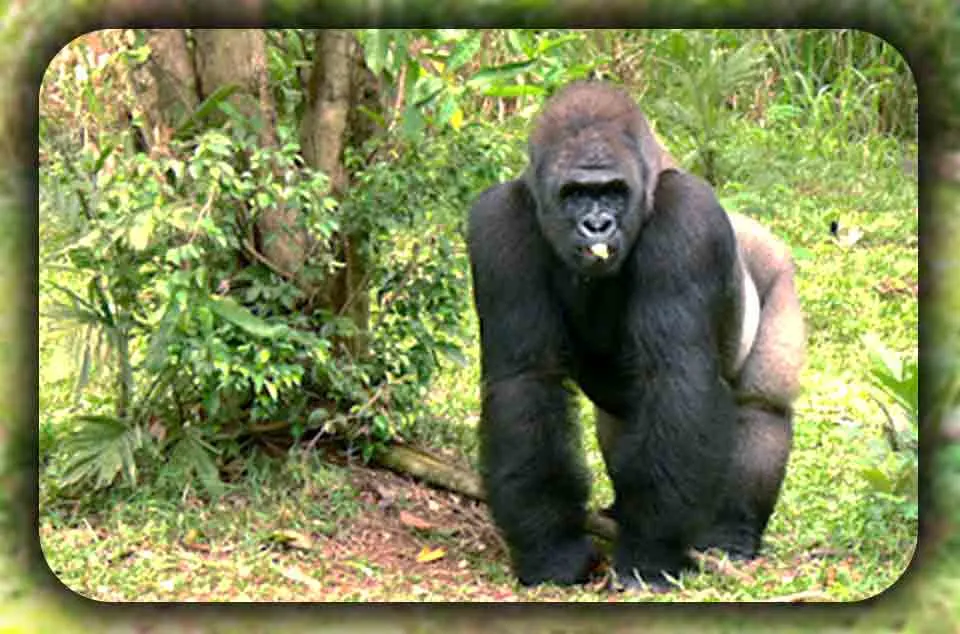 Pengalaman Study Tour Sekolah ke Ragunan