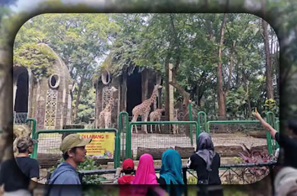 Perbandingan Antara Ragunan dan Taman Safari