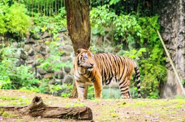 harga tiket masuk Ragunan terbaru