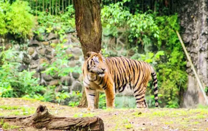 harga tiket masuk Ragunan terbaru