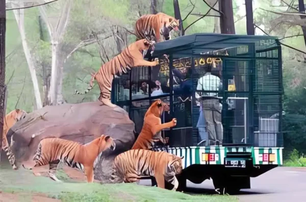 interaksi memberi makan hewan di Taman Safari