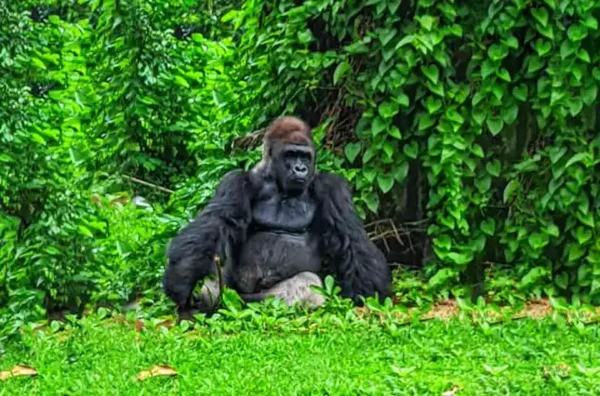 koleksi satwa Pusat Primata Schmutzer