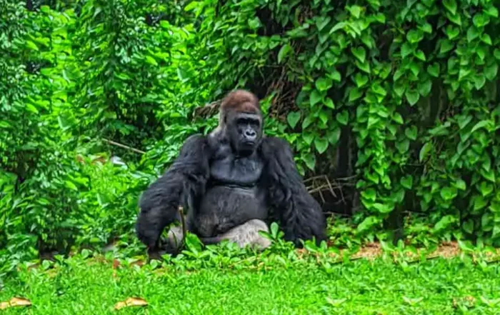 koleksi satwa Pusat Primata Schmutzer