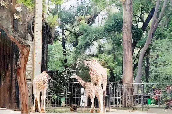 spot foto favorit di Kebun Binatang Ragunan