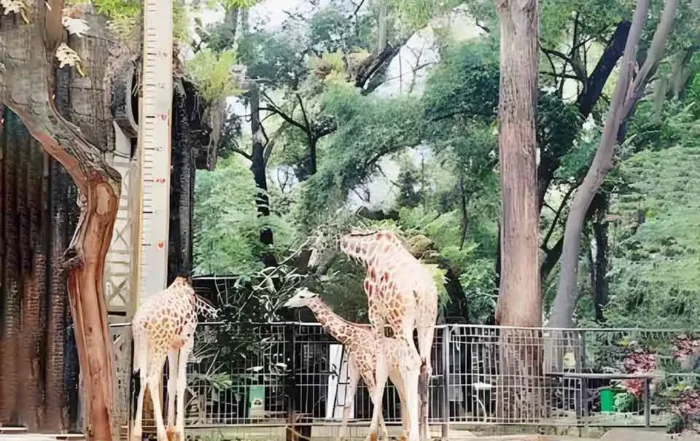 spot foto favorit di Kebun Binatang Ragunan
