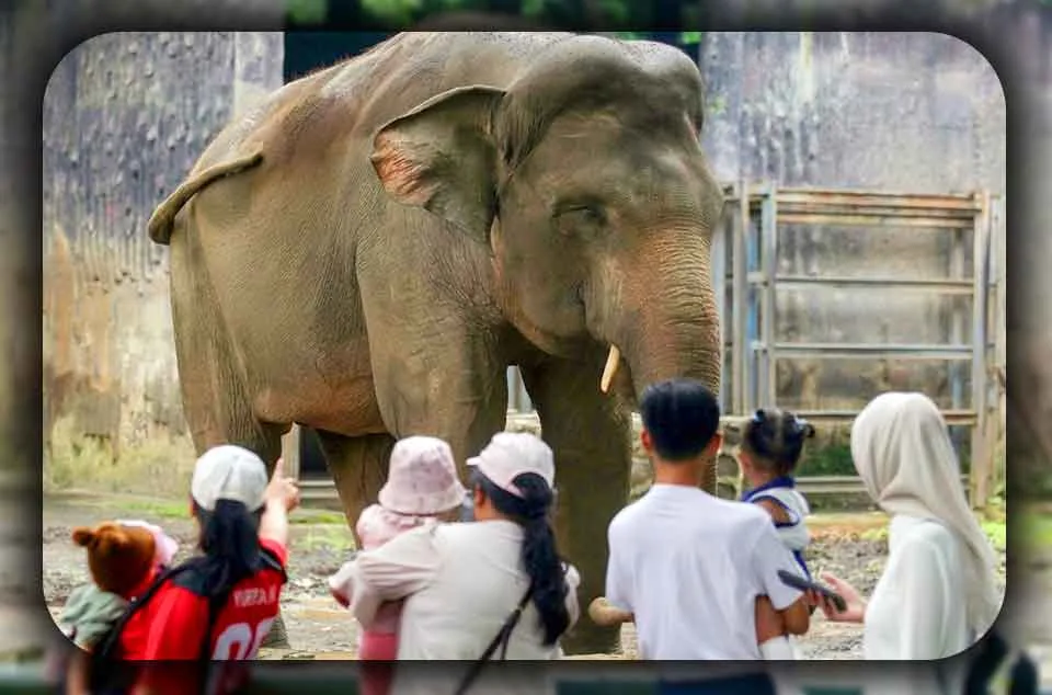 jadwal atraksi gajah dan jerapah di Ragunan Jakarta Apa Saja yang Bisa Dilakukan di Ragunan