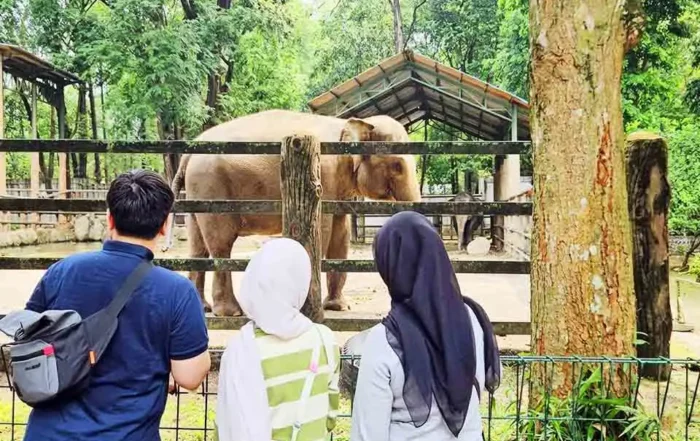 opsi penginapan terdekat dari pintu masuk utama Ragunan