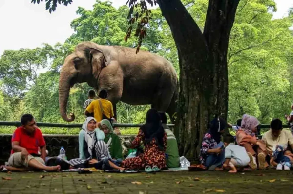 peran kebun binatang sebagai lembaga konservasi
