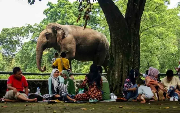 peran kebun binatang sebagai lembaga konservasi