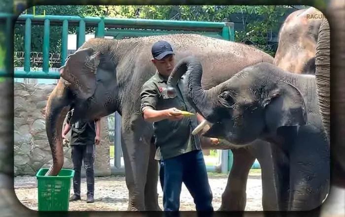 Event Terbaru di Ragunan yang Wajib Dikunjungi