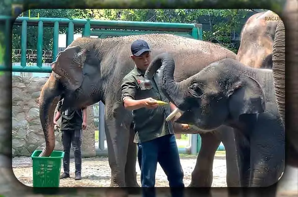 Event Terbaru di Ragunan yang Wajib Dikunjungi