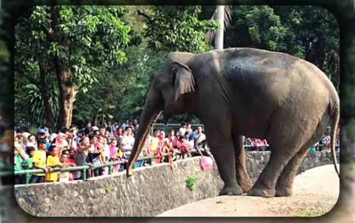 Panduan Sehari di Ragunan Tanpa Ribet