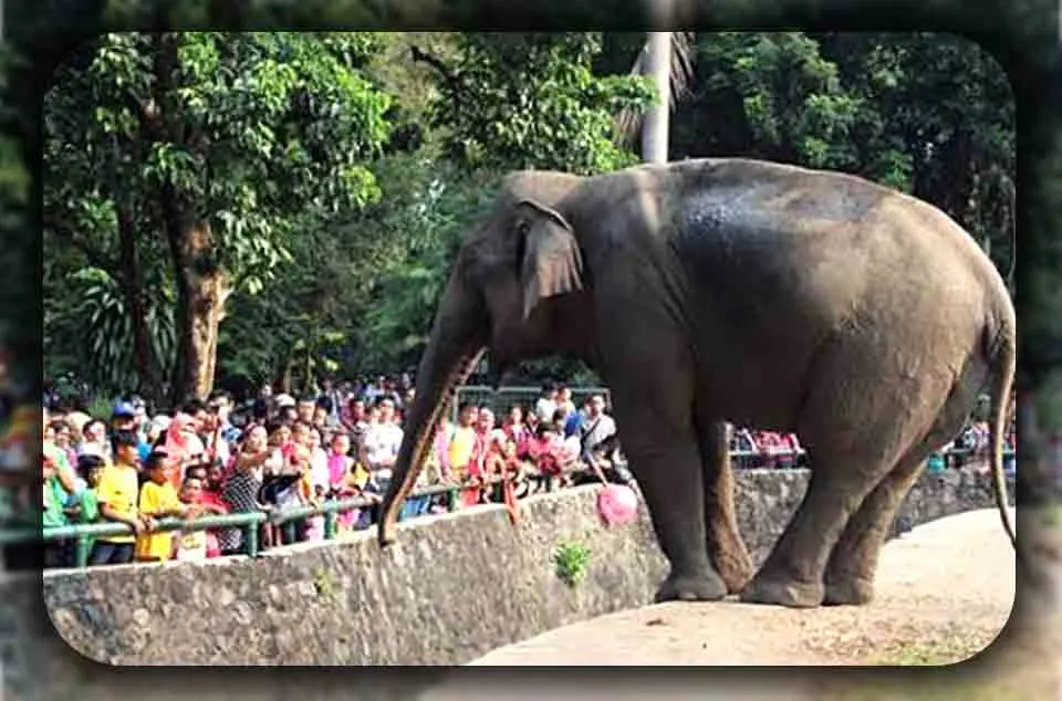 alur rute terbaik masuk Pintu Utara Ragunan Panduan Sehari di Ragunan Tanpa Ribet