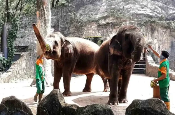 jam buka operasional dan hari tutup Taman Margasatwa Ragunan