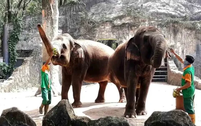 jam buka operasional dan hari tutup Taman Margasatwa Ragunan